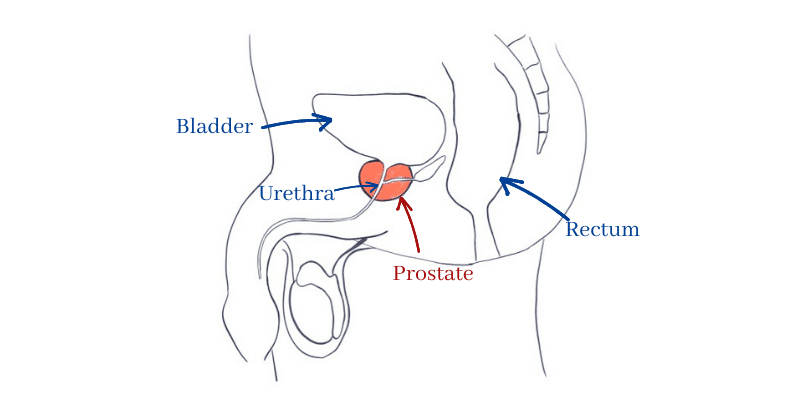 Prostate anatomy in the pelvis