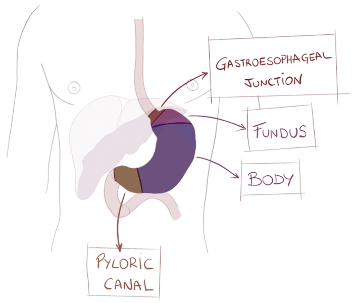 Gastric Anatomy: sections