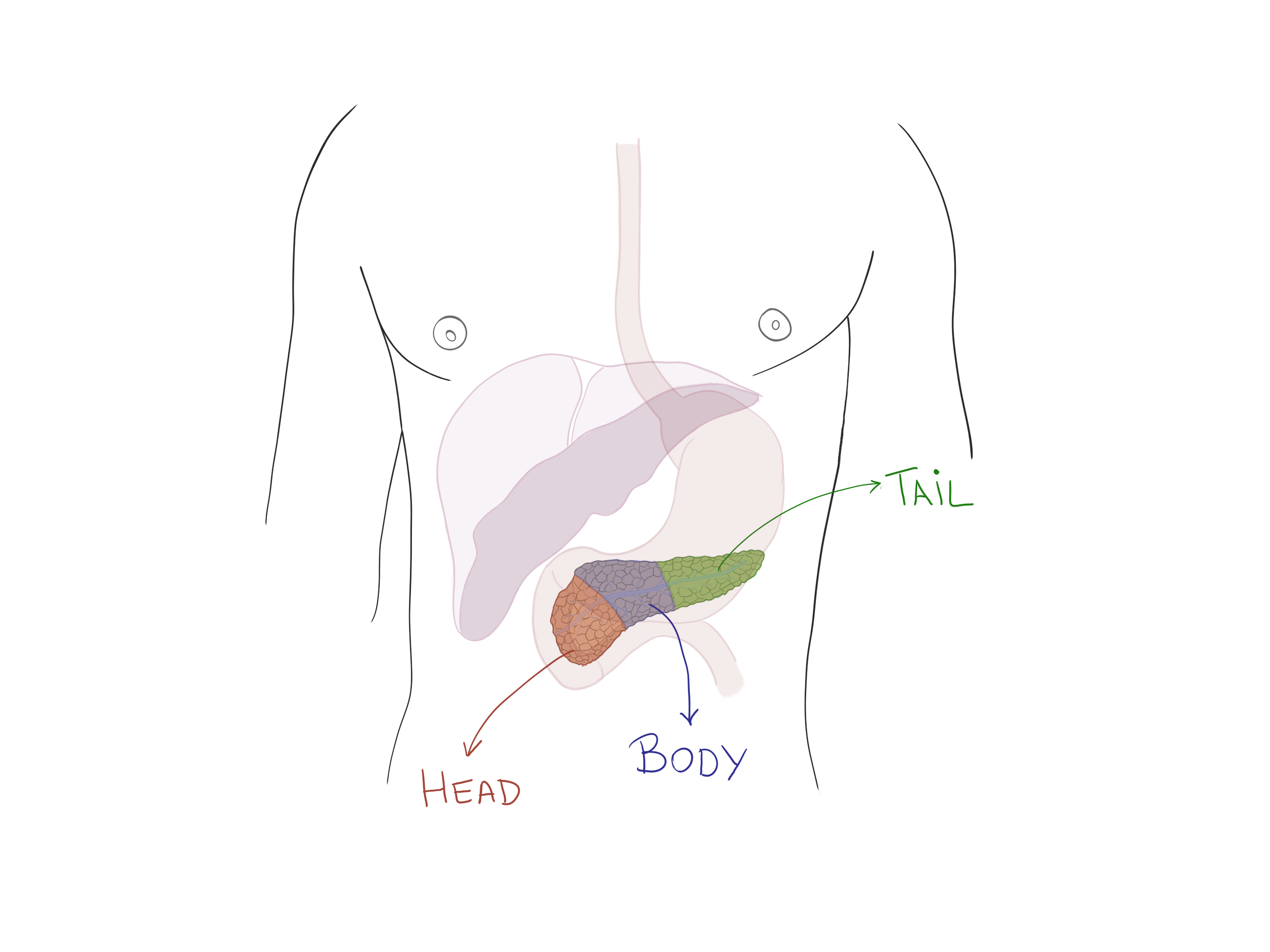 Pancreas Anatomy