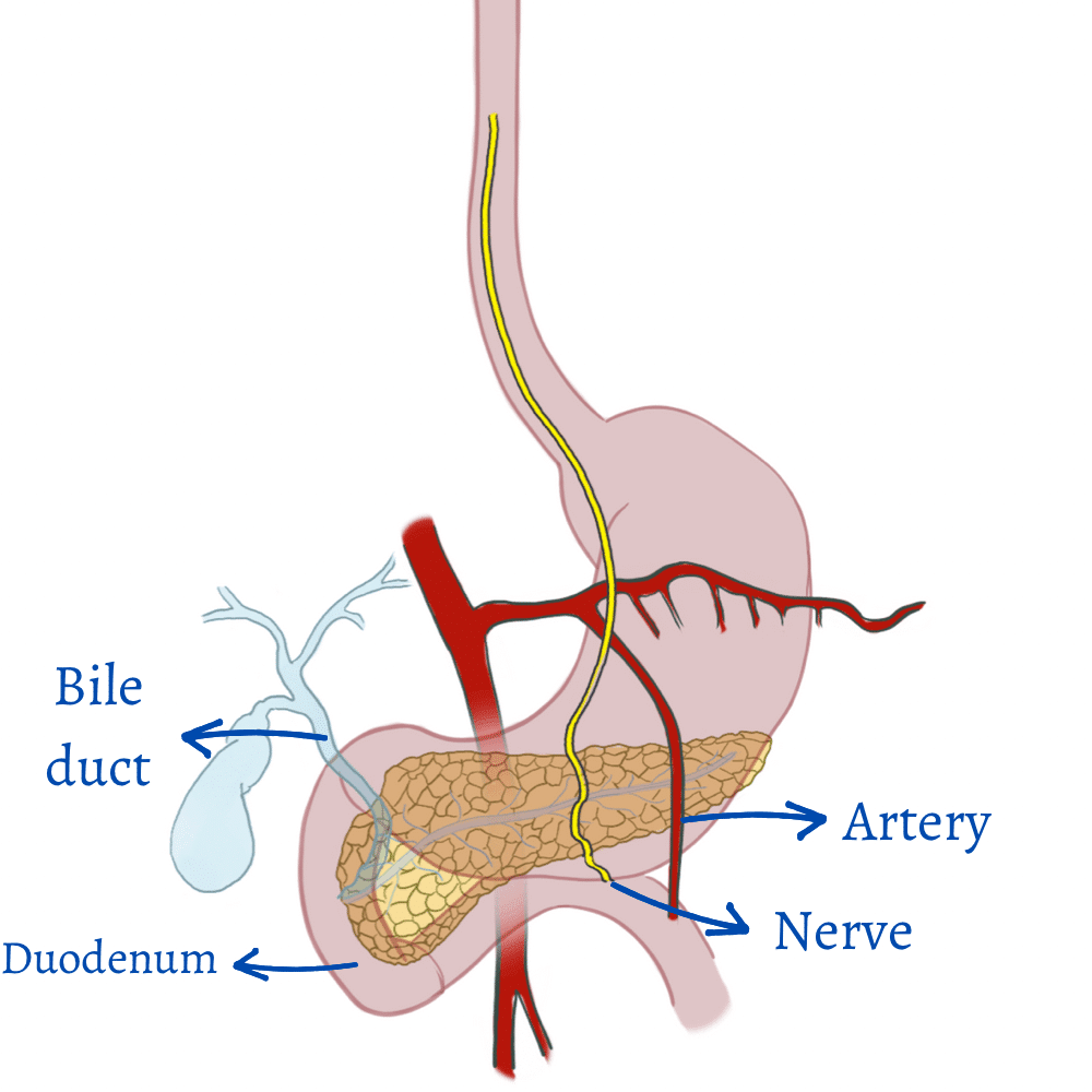 Pancreatic Surrounding Anatomy
