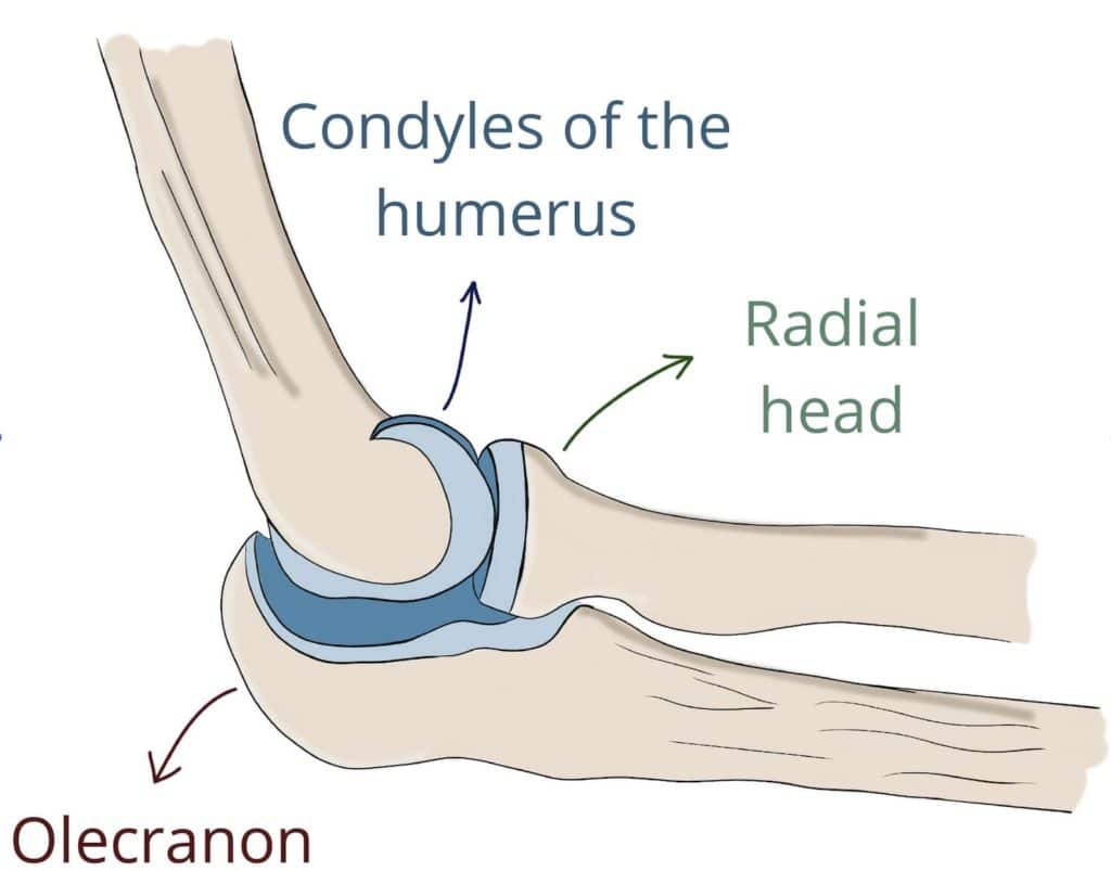 Parts of the elbow