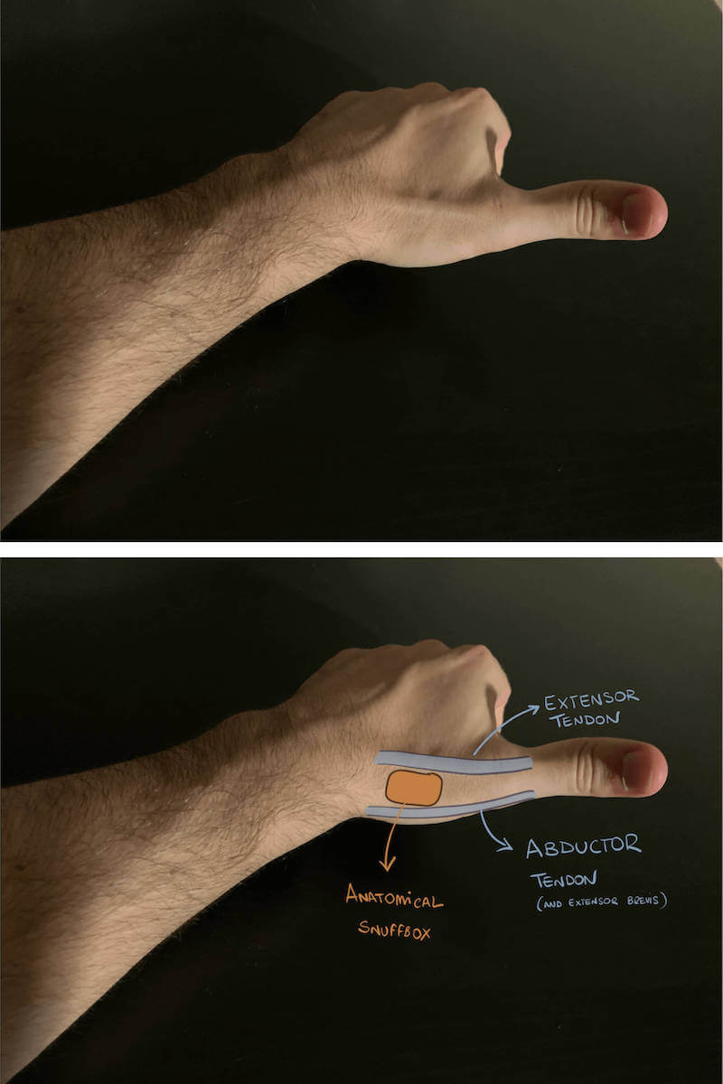 Anatomical snuffbox explanation