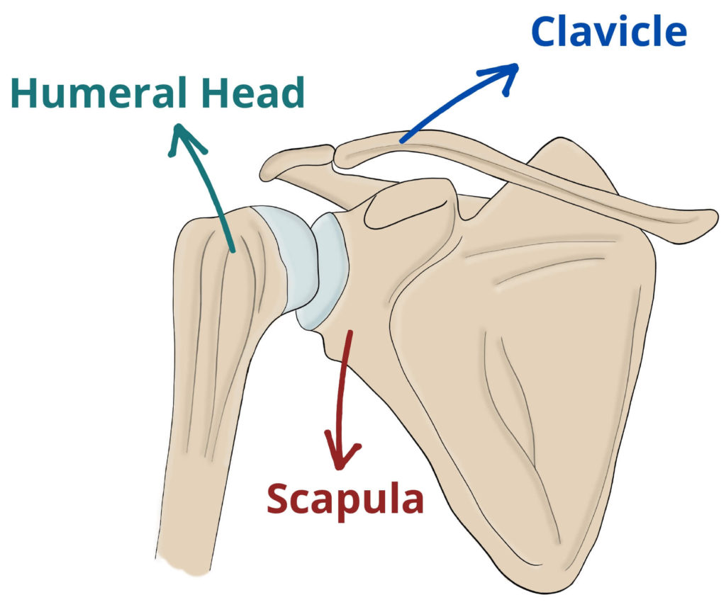 The three bones of the shoulder: humerus, clavicle and scapula