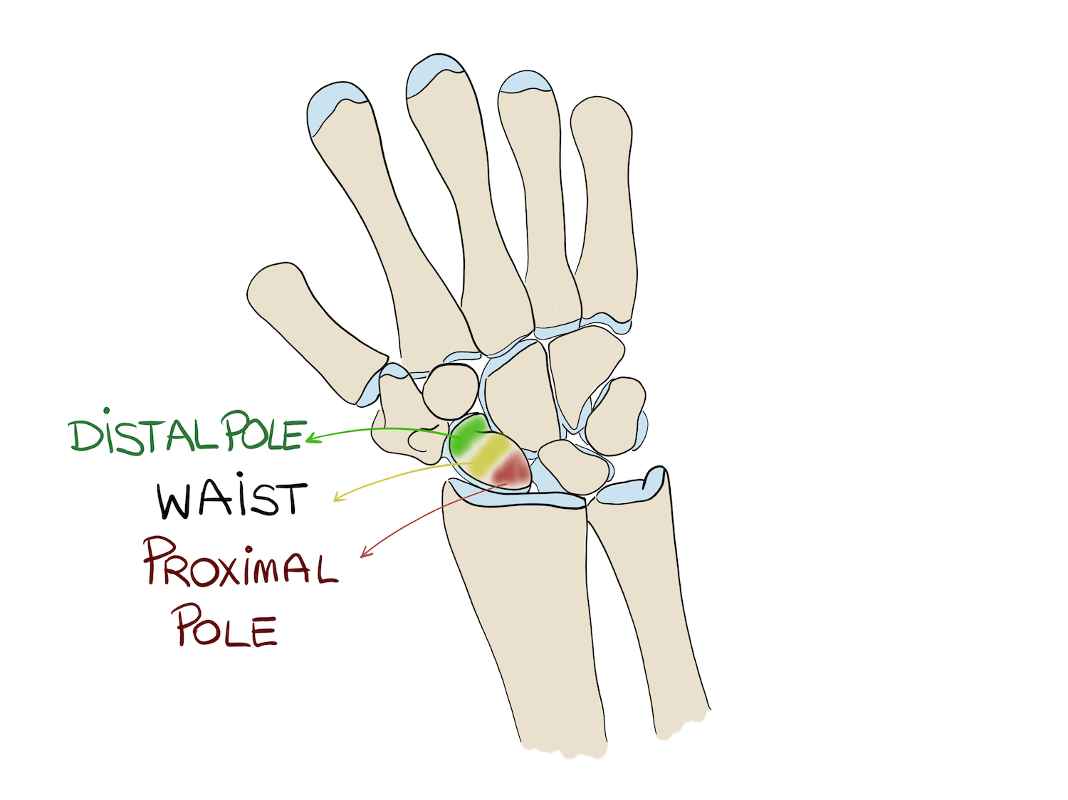 Parts of the scaphoid