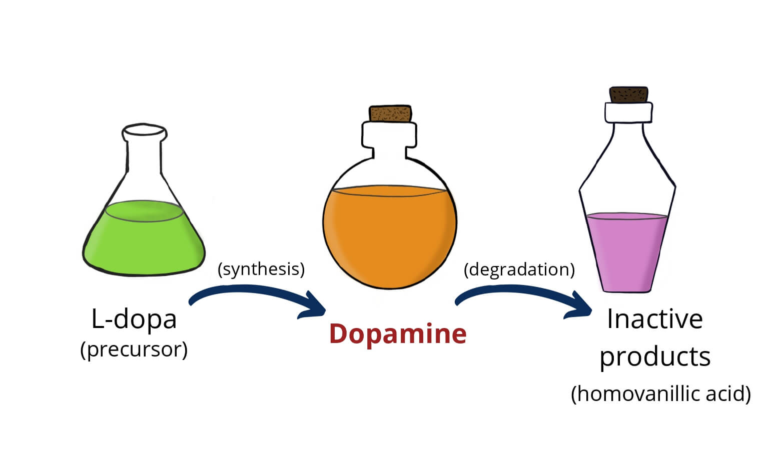 Dopamine synthesis and degradation