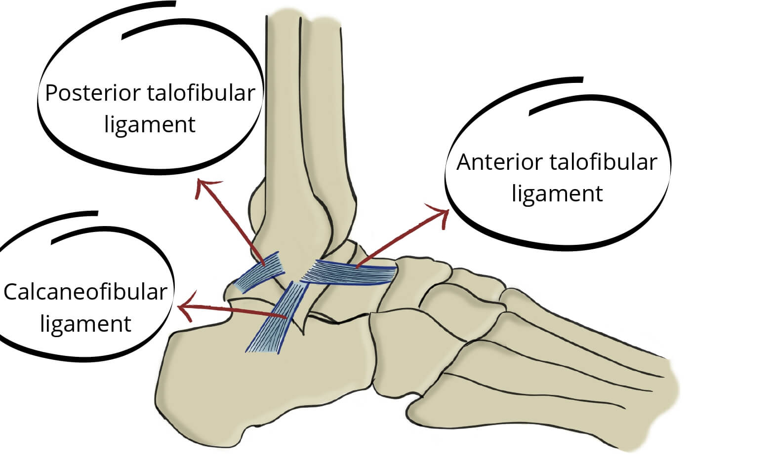 Lateral ankle ligaments