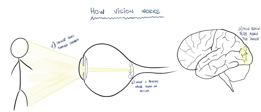 How sight works