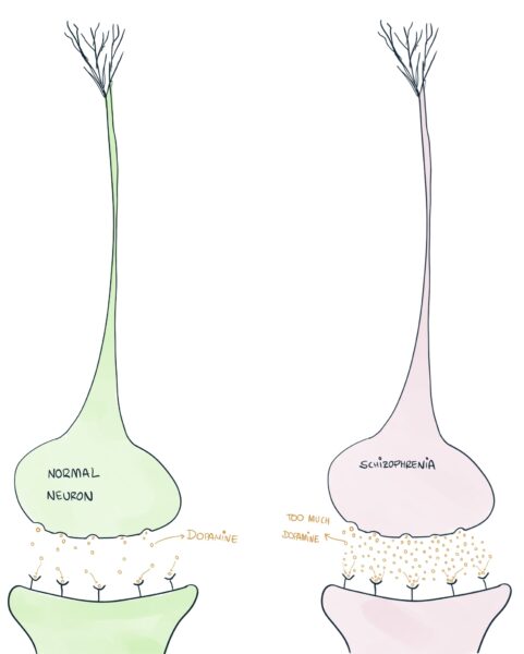Neurons using dopamine - synapsis