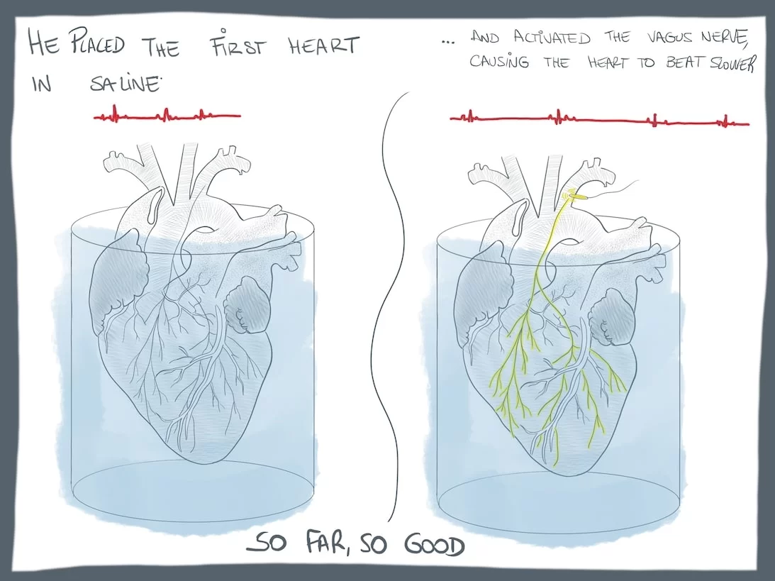 First heart slows down after stimulating vagus nerve