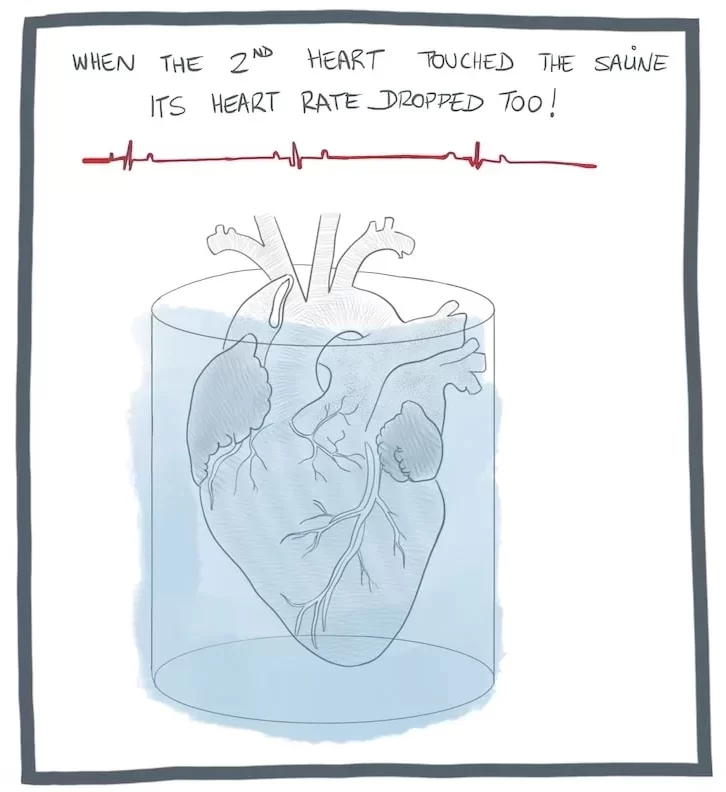 Second heart slowed down when it touched the saline