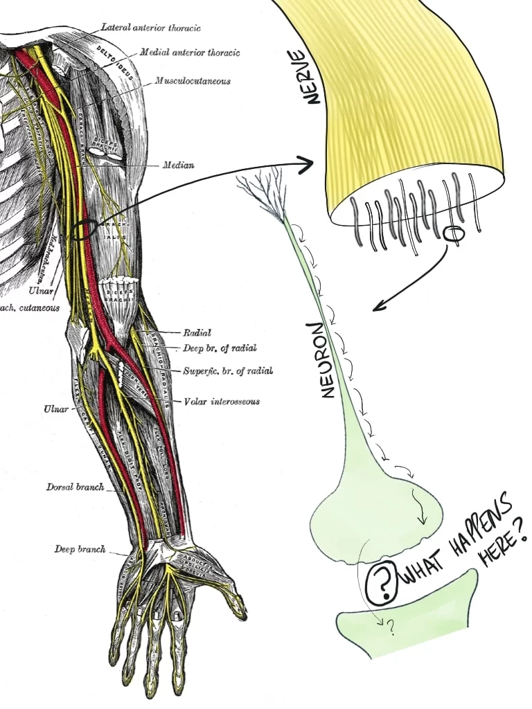 Nerve anatomy and synapse