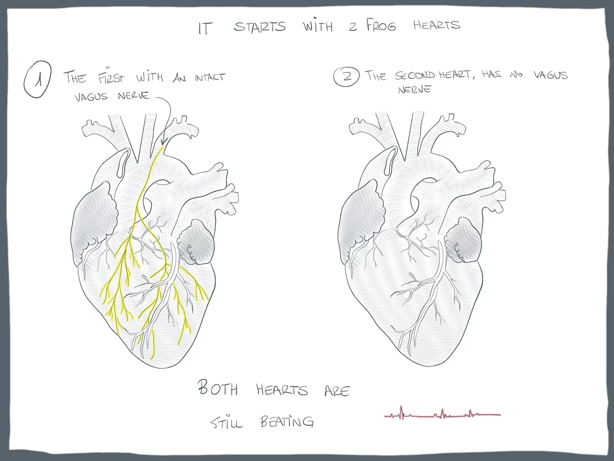 Two frog hearts