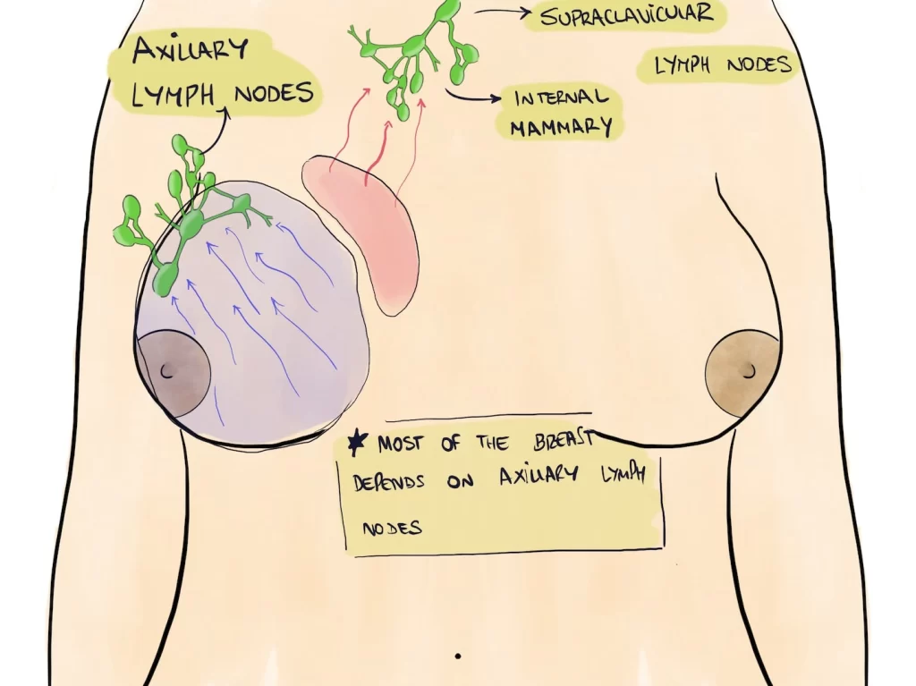 Lymph nodes of the breast