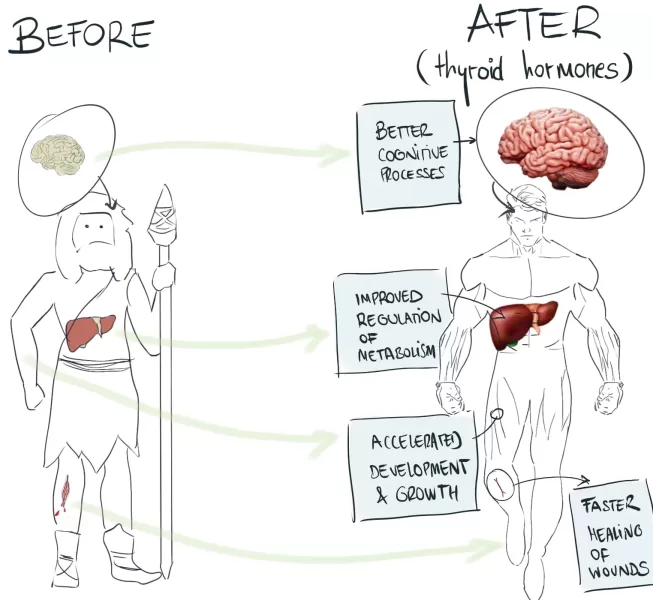 Thyroid hormones effect