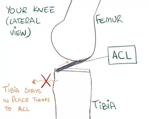 ACL diagram