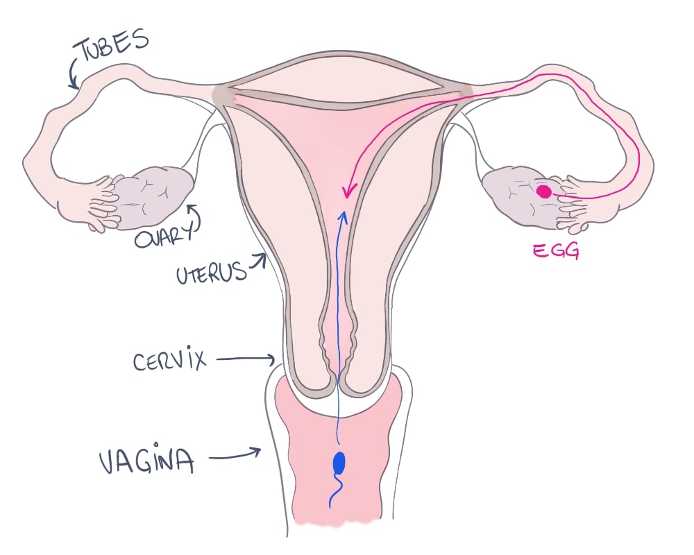 Diagram of pregnancy: an egg and sperm meet inside the uterus.