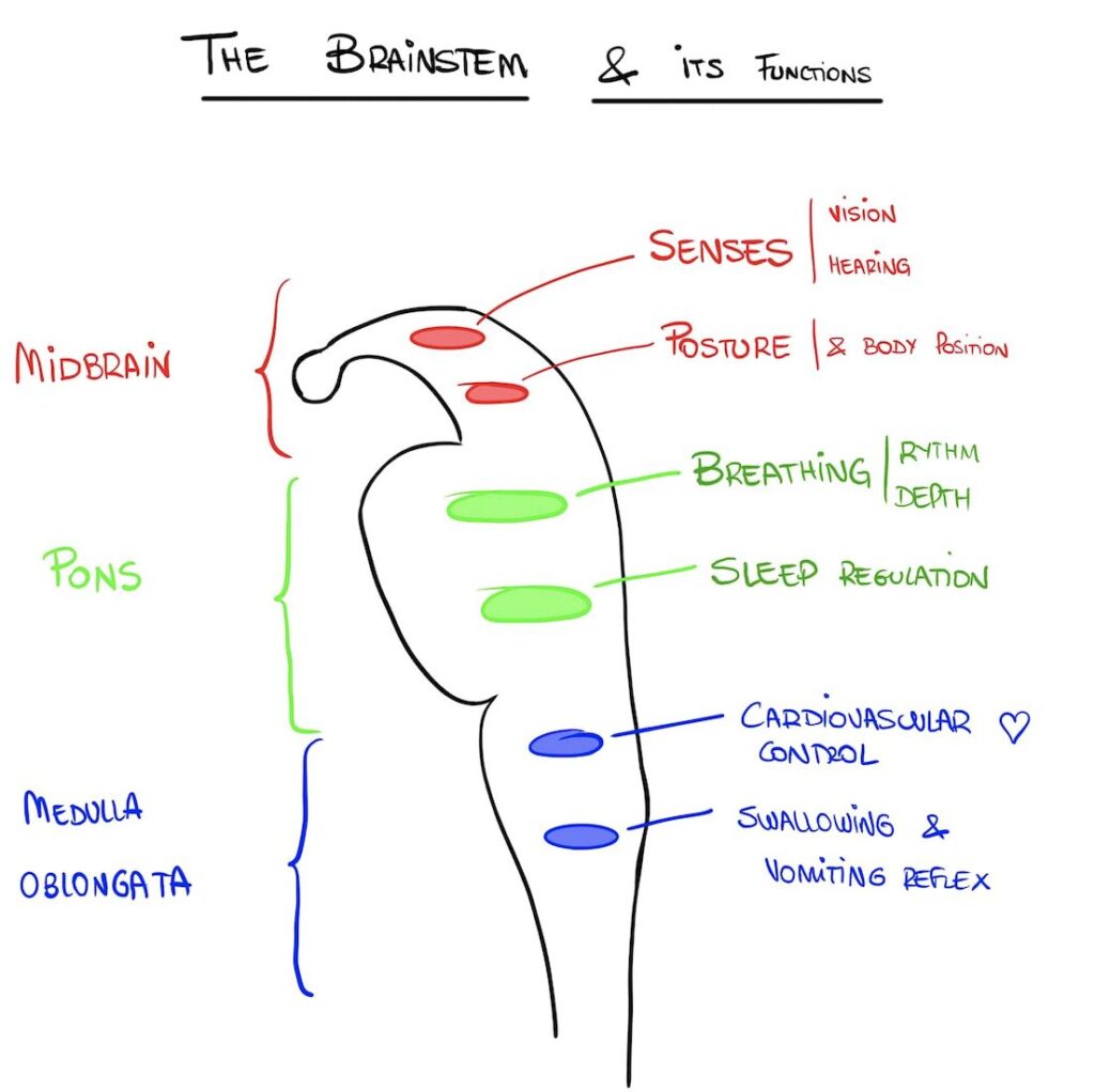 brainstem and functions
